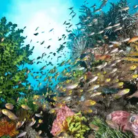 ocean